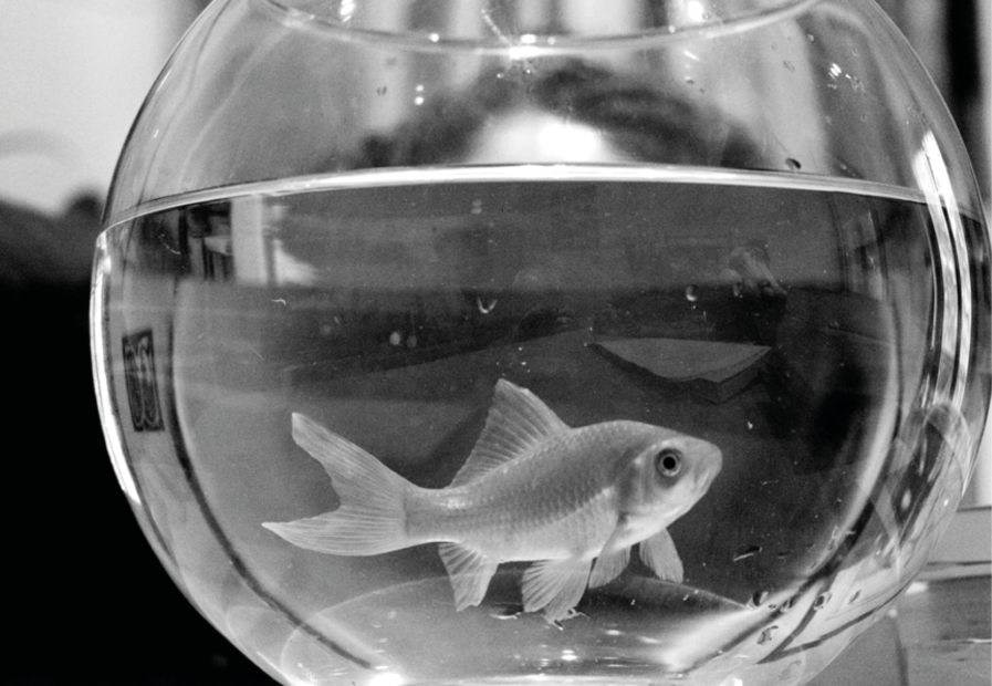 Myriam Suchet derrière un poisson dans un aquarium