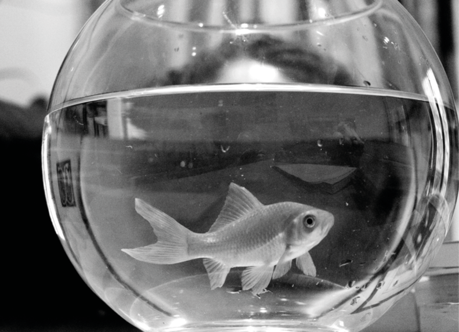 Myriam Suchet derrière un poisson dans un aquarium